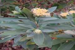 Gnidia glauca